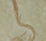 Leptolepides sprattiformis (BLAINVILLE 1818) - Bild © FossNet FossilienStore